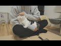 寝ぬ前のマッサージ後に猫を遊びに誘ってみたら…笑?