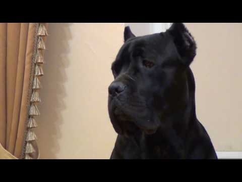 Vídeo: Cane Corso Raça De Gos Hipoal·lergènic, De Salut I De Vida