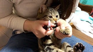爪切り中なのに甘えたくなって妹に構ってアピールしてしまう猫ｗ