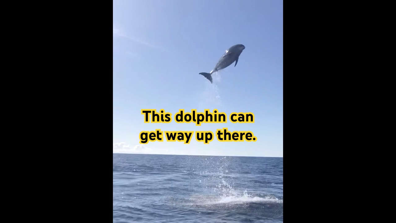 One Dolphin Leaps Sky-High