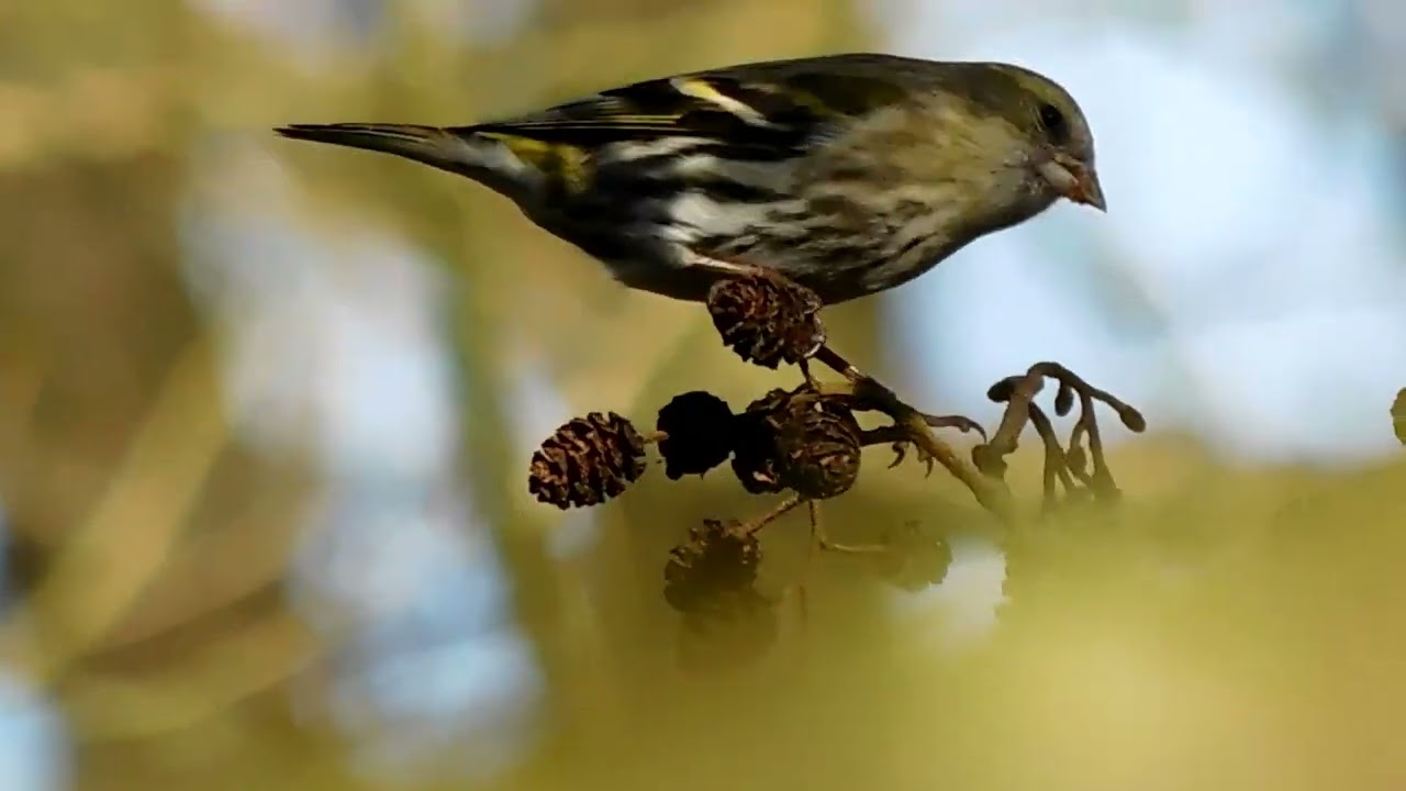 Siskin