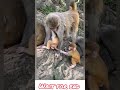 Hilarious Baby Monkey Playtime 😂 #monkey #monkeyshorts #funnymonkey #animals #monkeybaby