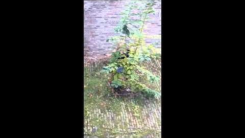 Teaser onthullingsfilmpje XXXIe kandidaatsbestuur der MSFU "Sams"