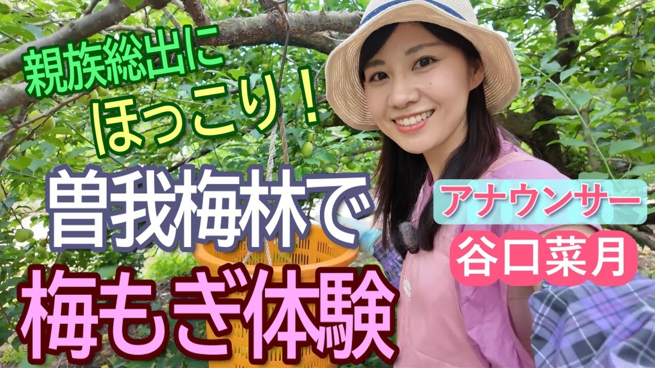 親族総出にほっこり！曽我梅林で梅もぎ体験