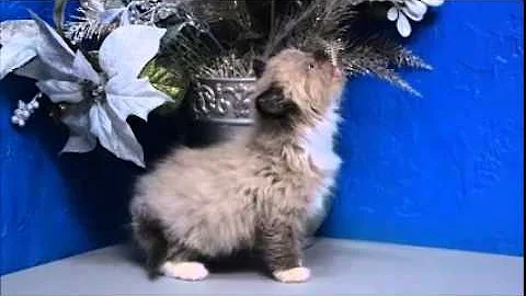 Watch the video about Lawson Seal Mitted Mink Ragdoll Kitten from www.RagdollKittens.net