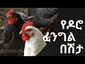 የዶሮ ፈንግል በሽታ Newcastle Disease Virus 2022 