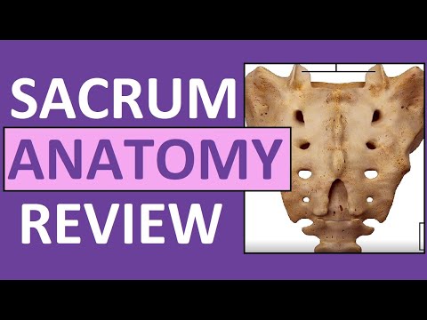 Видео: Sacrum Anatomy, Area & Definition - Карти на тялото