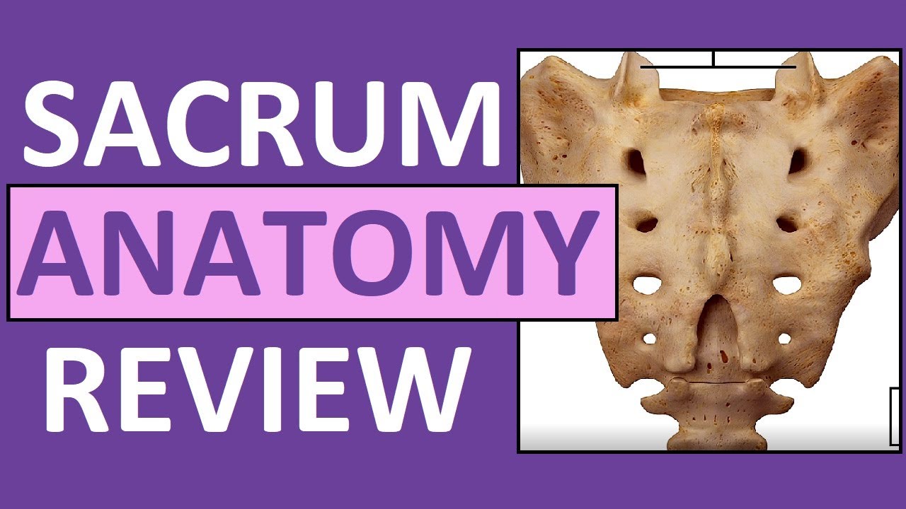 Healthy Street - WHAT'S UNDER THE SACRUM? The sacrum is a large