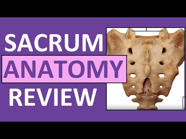 Sacrum - sacral promontory - Pocket Anatomy