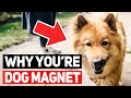 Why You’re a Dog Magnet? : 9 Surprising Reasons