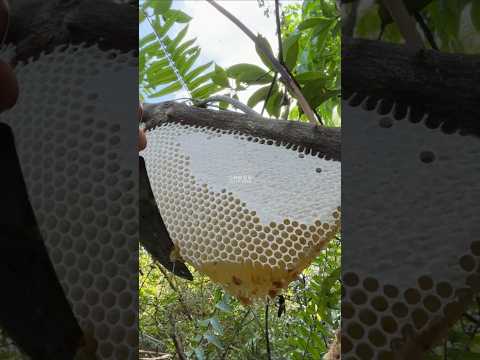 Madu istimewa #shorts