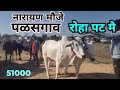 नारायण मौजे पळसगाव  वाले सभी बैल रोहा पट मै प्रथम बक्षीस ५१०००😱🎉||#bailgadasharyat #बैलगाडा #vlog 