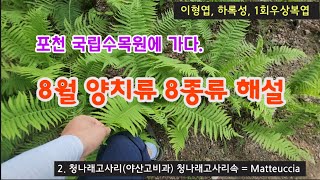 양치류 - 8월 포천 국립수목원 양치류 8종류 해설