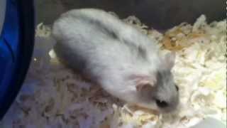 Dwarf Hamster Searching For A Pee Spot