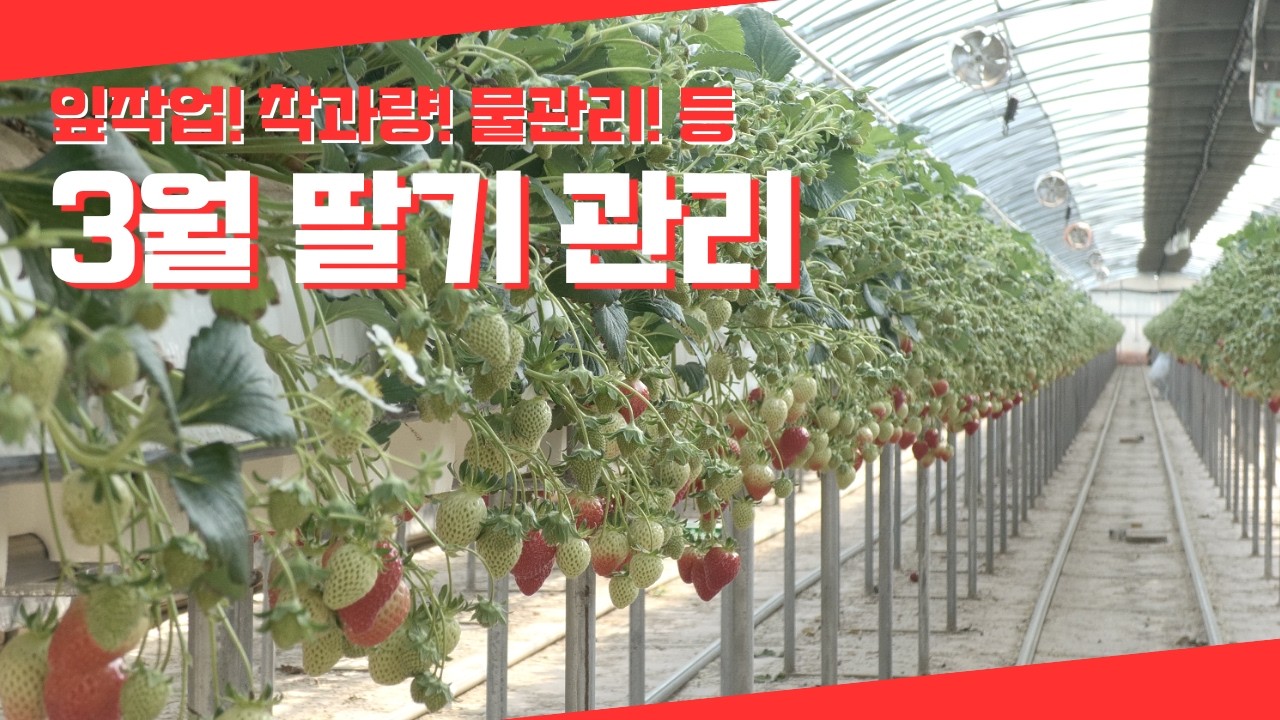 3월 딸기 관리 방법