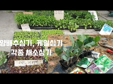 양배추심기/ 케일, 상추, 쑥갓, 아욱, 깻잎 심기/ 아스파라거스 수확/ 모종가게구경/ 모종가격/ 힐링농장/ 1인 주말농장/ 텃밭가꾸기/ 주말농장