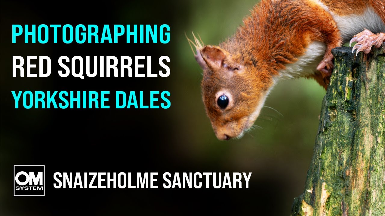 Photographing Red Squirrels in England?! Yorkshire Dales - Snaizeholme Red Squirrel Sanctuary