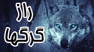 حقایق و دانستنی های جالب از دنیای گرگ ها