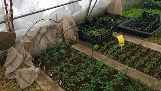 Эффективная защита от заморозков высаженной в теплицу рассады помидоров в 2021 году Подмосковье