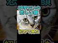 元気が無い愛猫を元気にする方法 #shorts