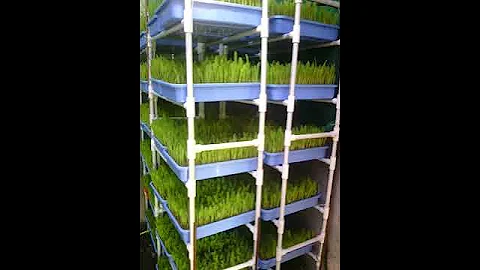 DIY Low Cost Hydroponics Green fodder system