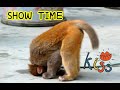 一家人 耍猴戲?還是被猴耍!    201010武當山逍遙谷 猕猴谷 猴子表演3 看猴戲 排隊 向前看齊  超凡旅行社