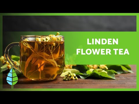 BENEFITS of LINDEN FLOWER TEA 🌿 (Properties, INFUSION Preparation and Contraindications)
