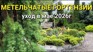 МЕТЕЛЬЧАТАЯ ГОРТЕНЗИЯ🌺 май 2026г | Гортензии вымерзли или живы? | Уход за гортензией весной