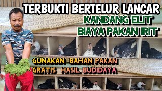 CERDAS❗MIX PAKAN GRATIS & SEDIKIT SENTRAT HASILNYA DUA JEMPOL,BISA DITIRU