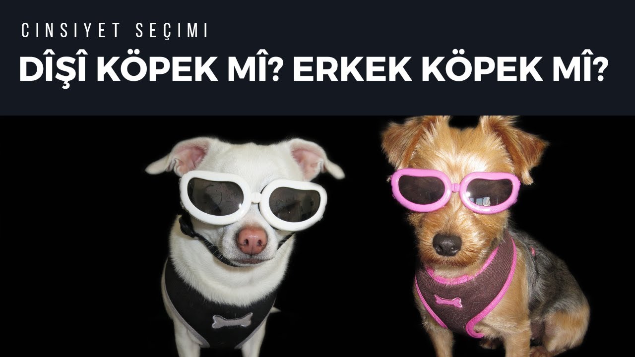 Dişi Köpek Mi Erkek Köpek Mi