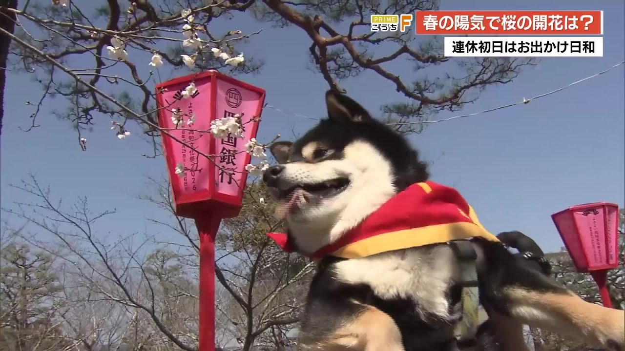 連休初日はぽかぽか陽気 ”全国トップの開花発表”高知城の桜は…花見客は