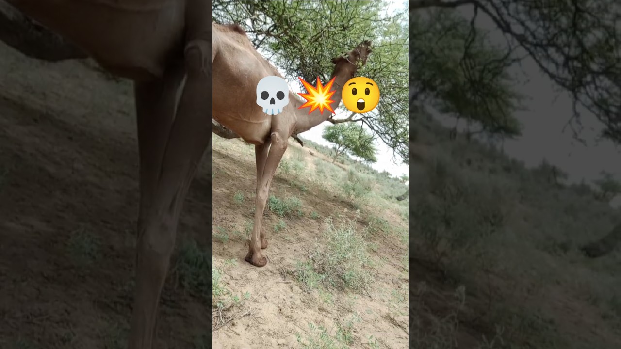 which animal is strong in desert😳🤔