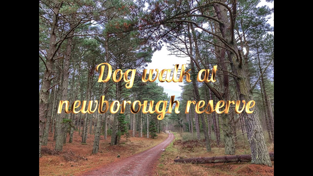 A day trip to newborough beach on angelsey in wales - YouTube