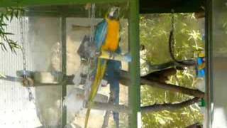 okblueparrot