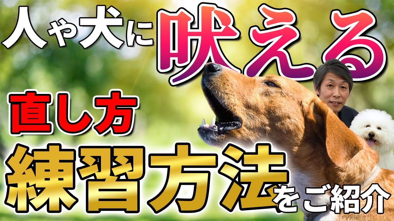 犬のしつけ お散歩で人や犬に吠える犬は どうやったら直る Youtube