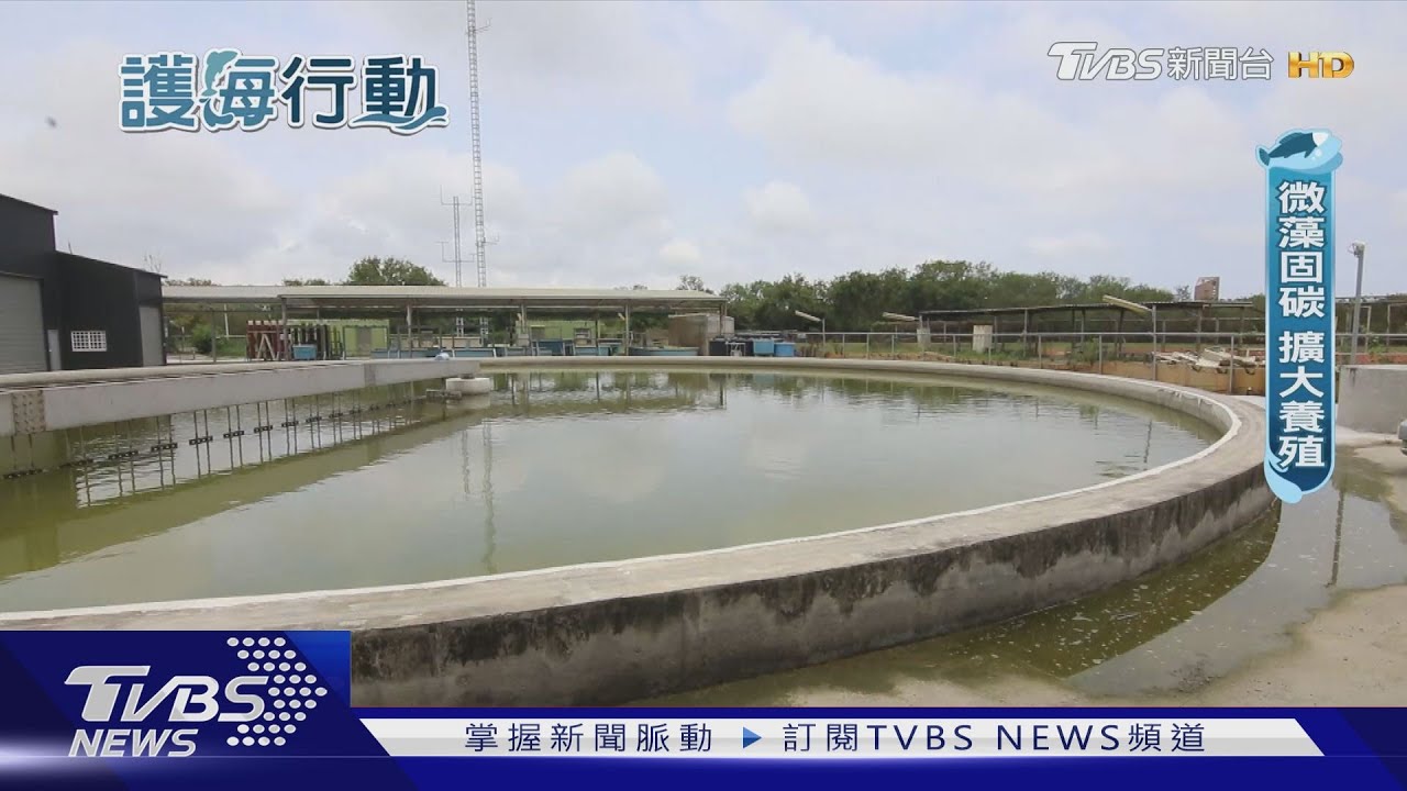 吸碳神器! 微藻固碳是樹的6倍 還能淨化廢水｜護海行動｜TVBS新聞 @TVBSNEWS01