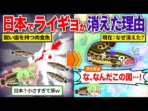 ライギョはなぜ日本から姿を消したのか?のサムネイル