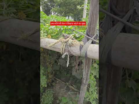 बांटने से बढ़ती है बरकत हमारे करैले के पौधे की एक जादुई कहानी #KarelaGardening #KitchenGarden #vlog