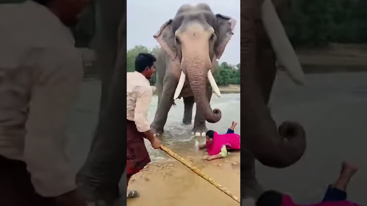 Wild Angry Elephant Charges Woman at Riverbank | Realistic Jungle Elephant Attack Scene 😱🐘