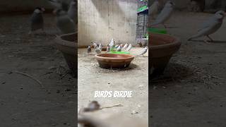 #javabirds #birds #sparrow