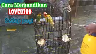Cara Memandikan Lovebird Setiap Pagi
