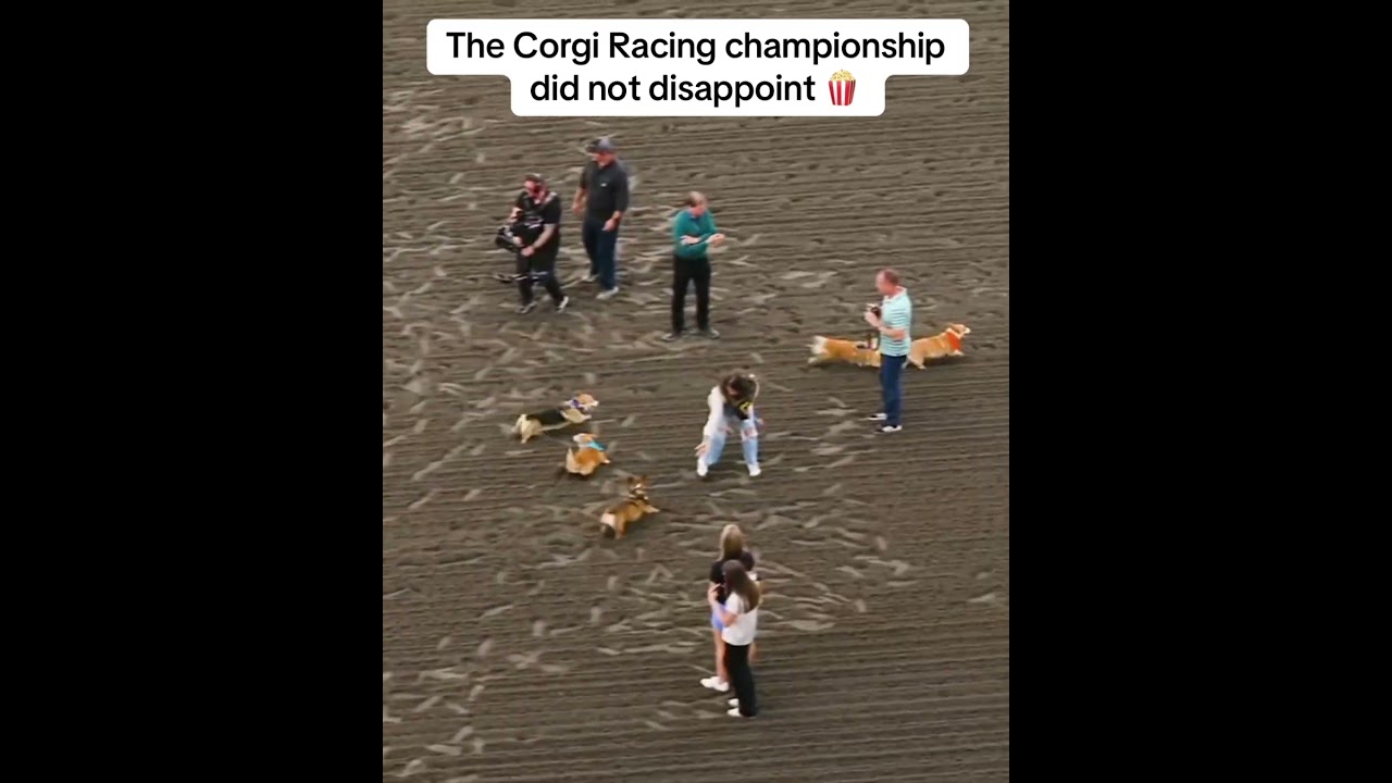 GG hawked down Mr. Corgington 😧