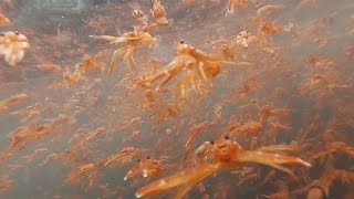 Tuna Crabs Swarm La Jolla Cove, California