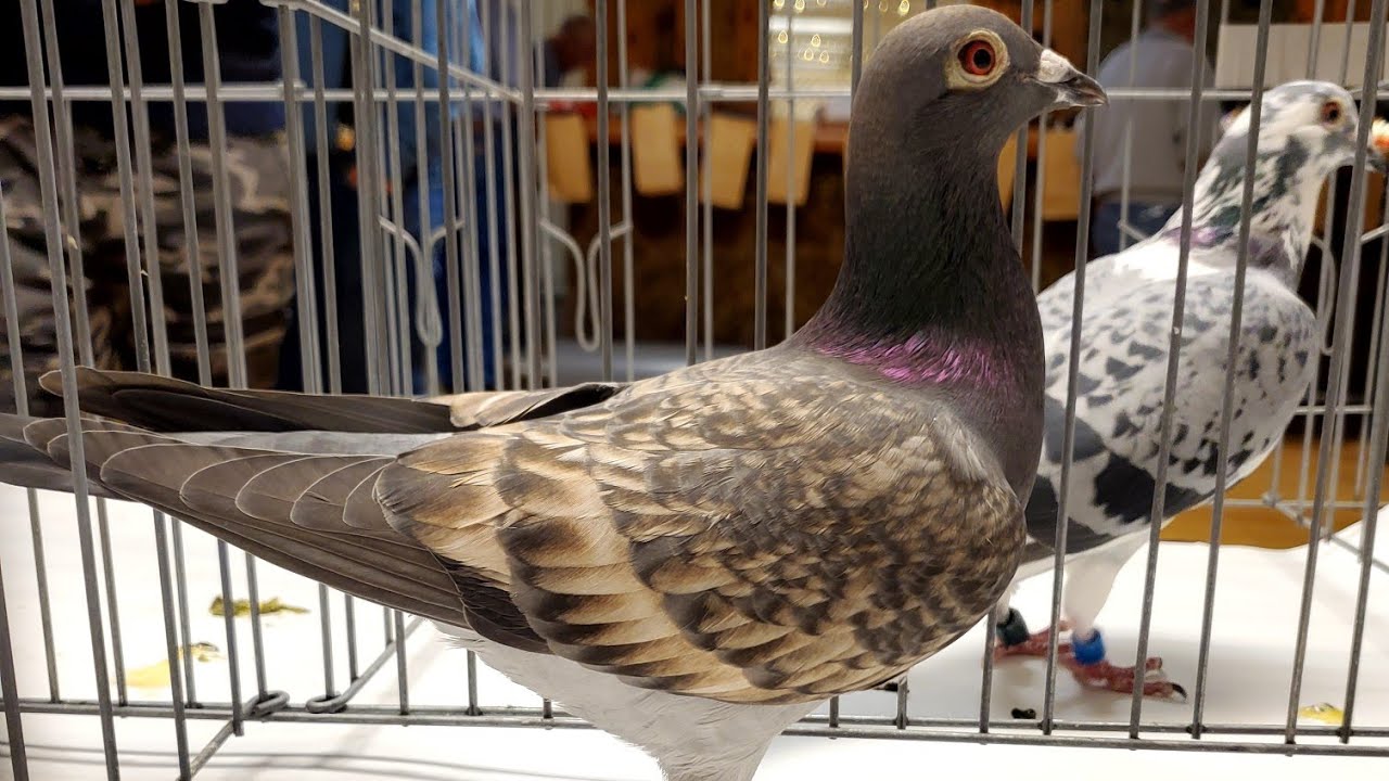 مزاد ومعرض الحمام الزاجل في أمريكا 2022