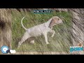 Porcelaine 🐶🐾 Everything Dog Breeds 🐾🐶 の動画、YouTube動画。