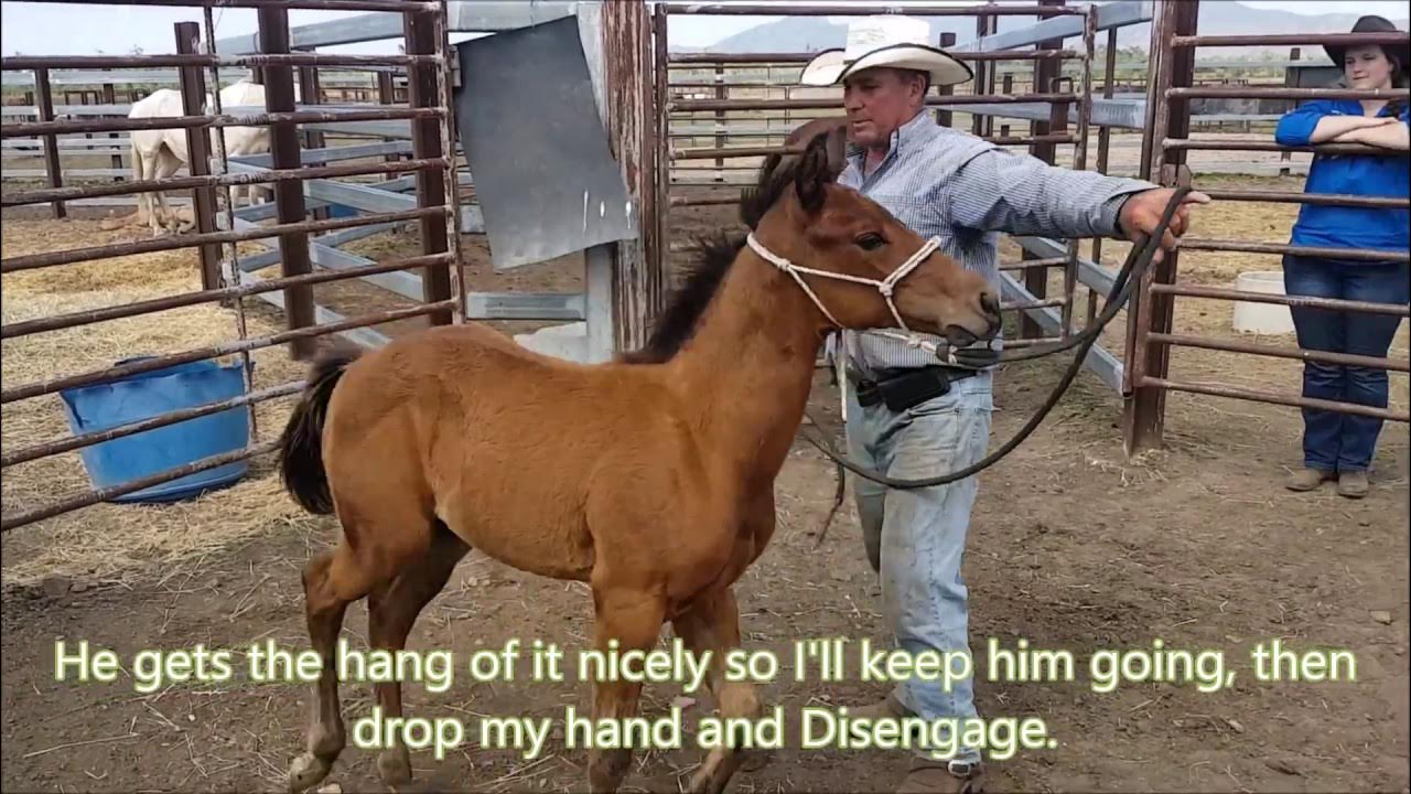 Direct and Drive Training Levi (4 month old foal) YouTube