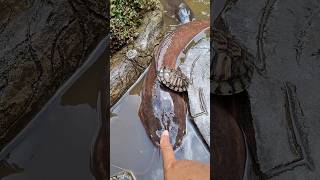 Ada ikan lele jumbo dan Kura-Kura brazil #shorts #trending #funny #ikan #ikanlele #fish #catfish
