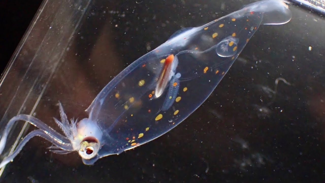 県記録】数万匹の深海クラゲの中から幻の深海魚が取れました - YouTube
