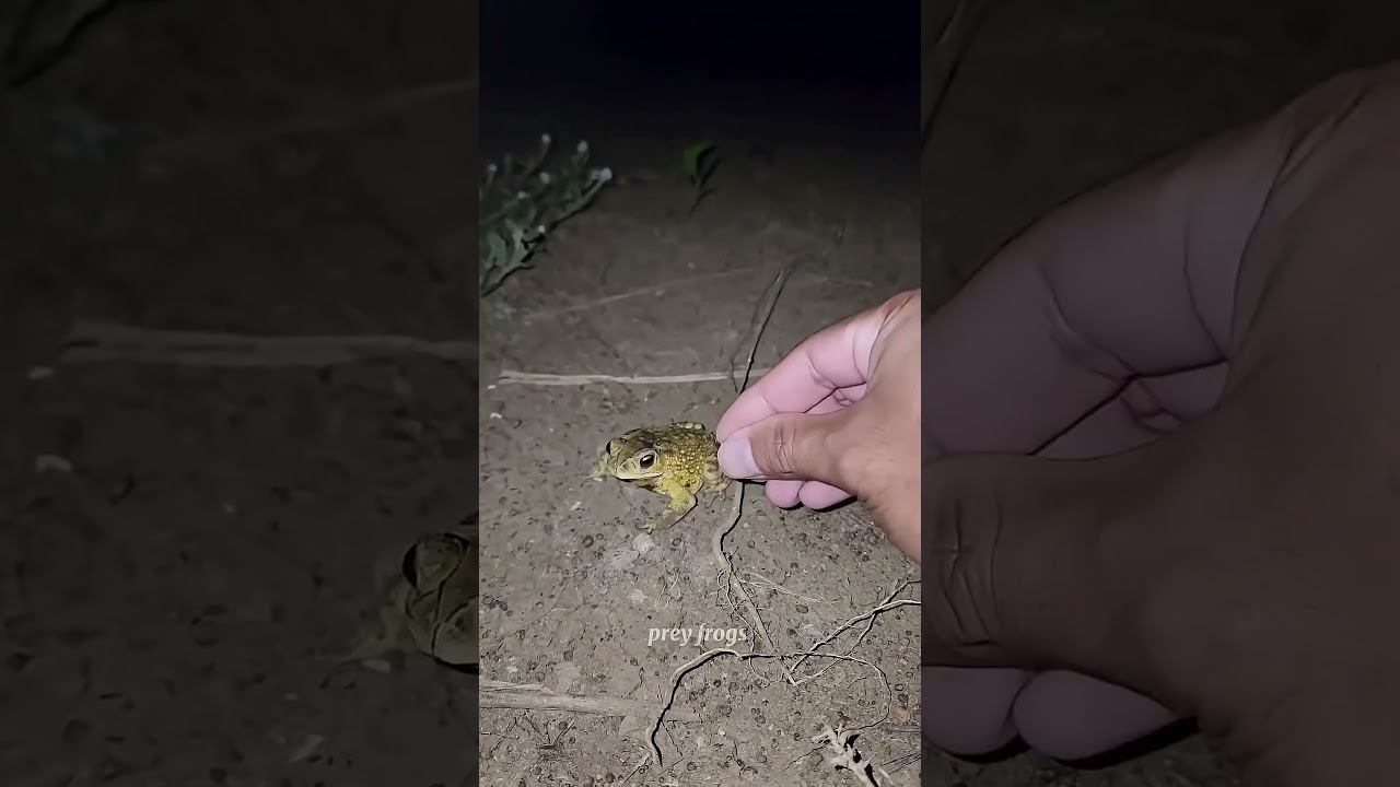 Catch big frogs funny | Try don't laugh | wepwepcatching frogs make you lau...