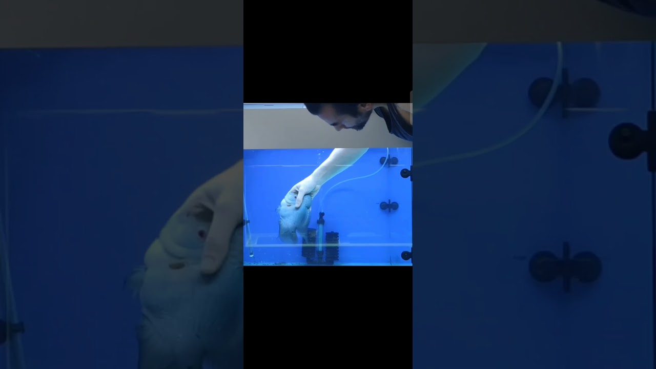 Flowerhorn Thai Silk